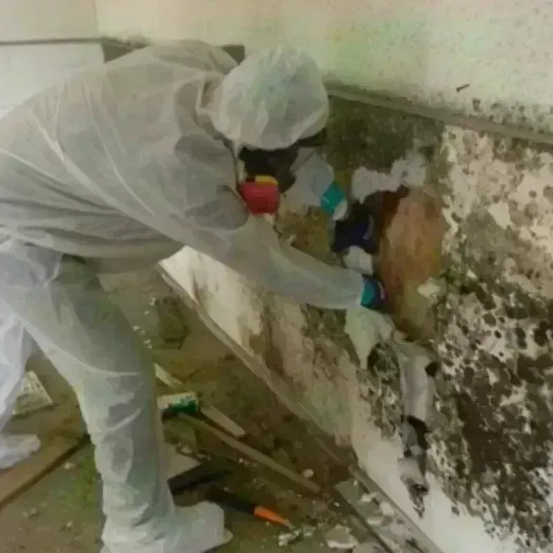 Mold Remediation and Removal in North Bend, WA